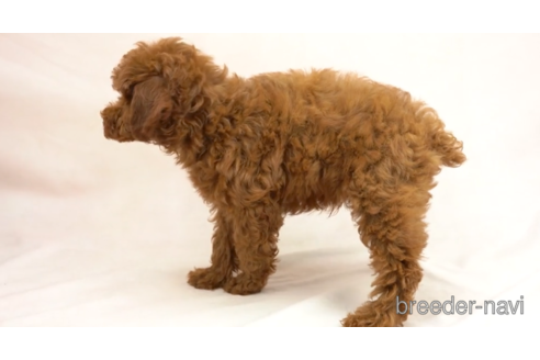 成約済の東京都のトイプードル-154159の2枚目